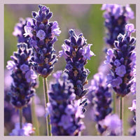 Thumbnail for Lavender