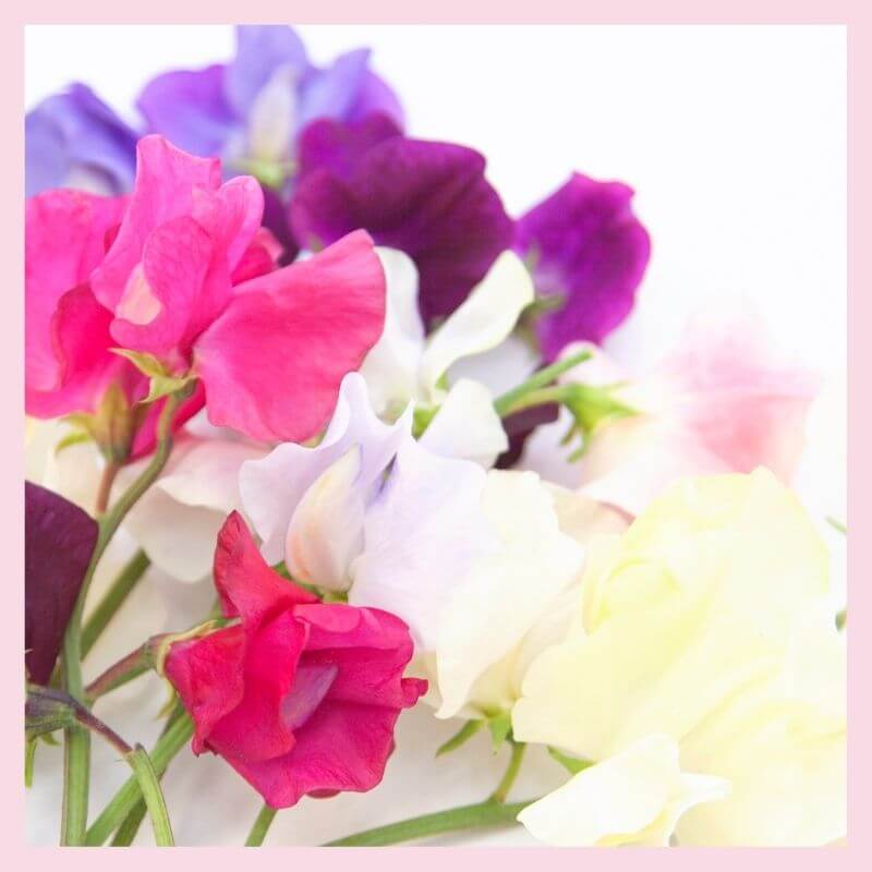 Sweet Pea Flowers