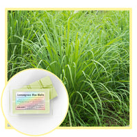 Thumbnail for Lemongrass wax melts with a background of green lemongrass bushes