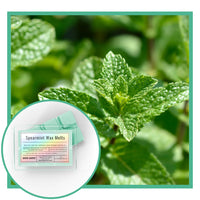 Thumbnail for Spearmint wax melts with spearmint plant in the background