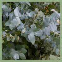 Thumbnail for Eucalyptus Plant