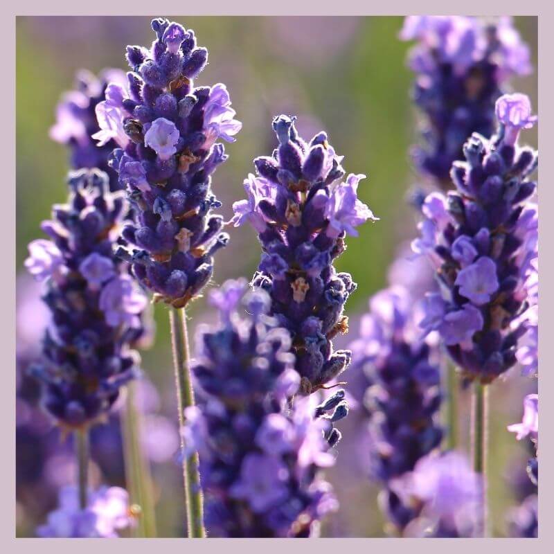 Lavender