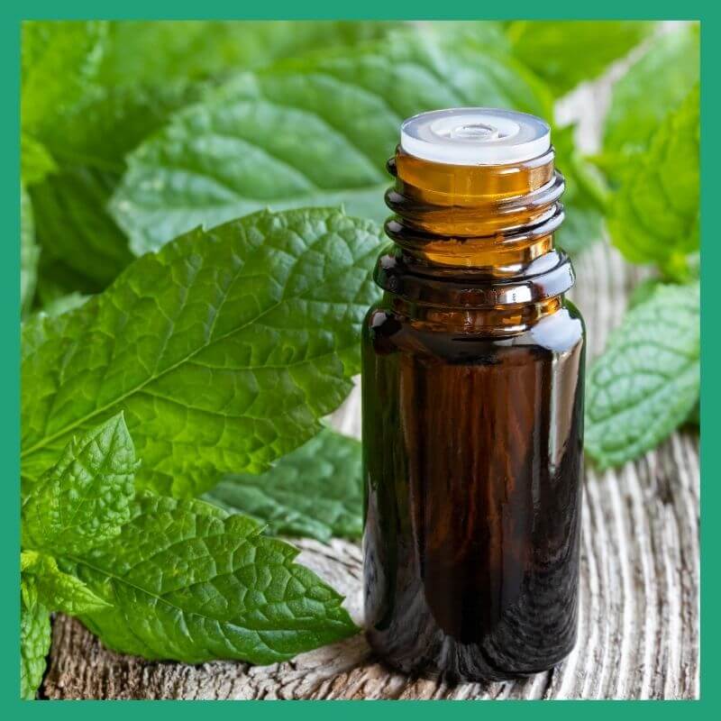 Peppermint Oil in NZ