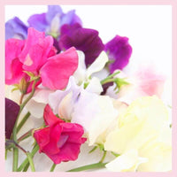 Thumbnail for Sweet Pea Flowers