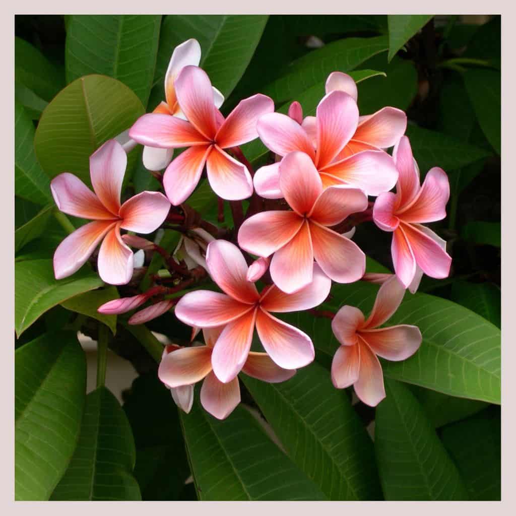 Wild Frangipani Fragrance Oil in NZ