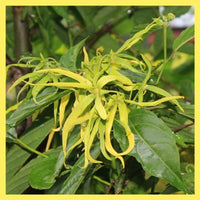 Thumbnail for Ylang Ylang Flower